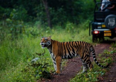 Wildlife
