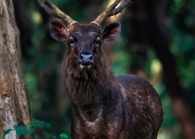 Sambar-deer