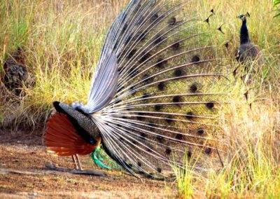 kanha-national-park